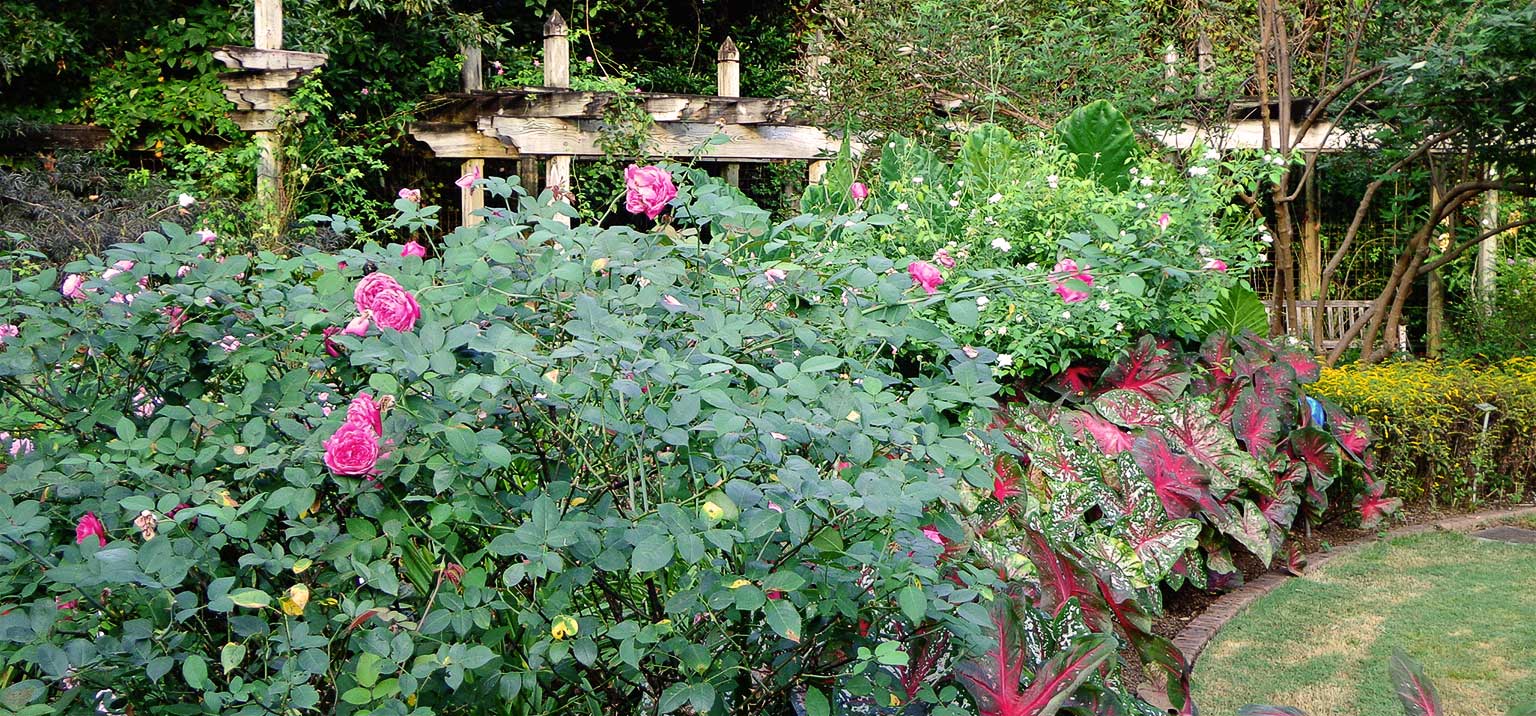 Old Rose Garden